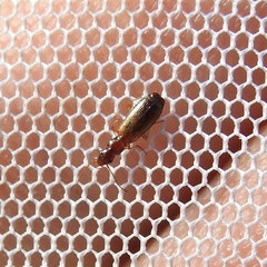 Paradromius linearis