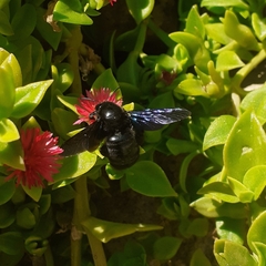 Xylocopa violacea