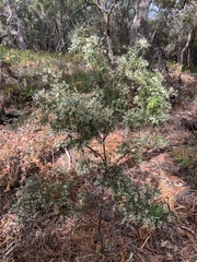 Leucopogon