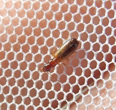 Paradromius linearis