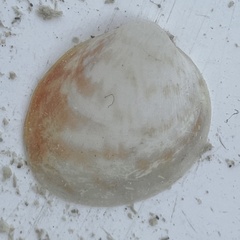 Laevicardium serratum