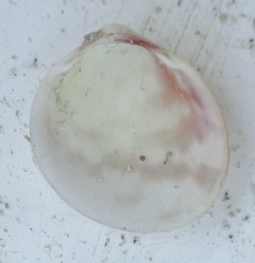 Laevicardium serratum