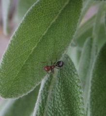 Camponotus lateralis