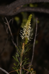 Grevillea trachytheca