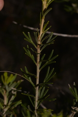 Grevillea trachytheca