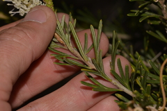 Grevillea trachytheca