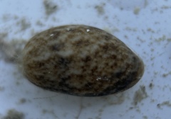 Bulla occidentalis