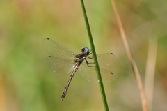 Macrothemis