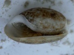 Bulla occidentalis