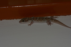Hemidactylus sahgali