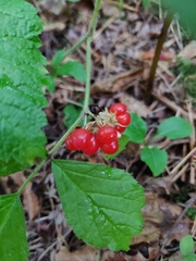 Rubus saxatilis