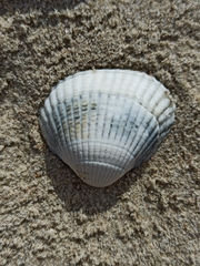 Cerastoderma edule