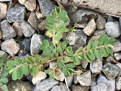 Euphorbia stictospora