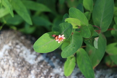 Hypericum virginicum