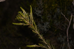 Grevillea trachytheca