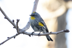 Setophaga coronata auduboni
