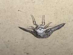 Hypobapta diffundens