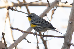 Setophaga coronata auduboni