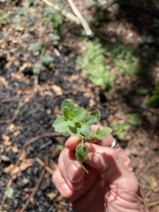 Moehringia trinervia
