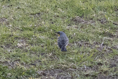 Setophaga coronata auduboni