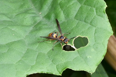 Polistes snelleni