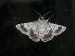 Hypobapta diffundens