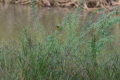 Ploceus philippinus