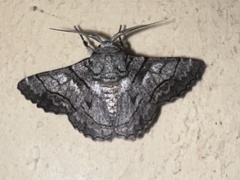 Hypobapta diffundens