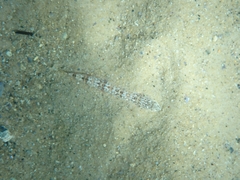 Synodus dermatogenys