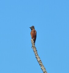 Hirundinea ferruginea