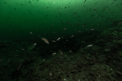 Tautogolabrus adspersus