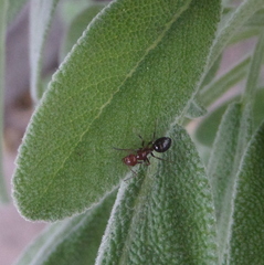 Camponotus lateralis