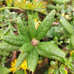 Rhododendron aureum