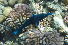 Gomphosus klunzingeri