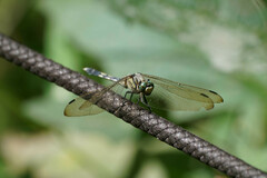 Orthetrum albistylum