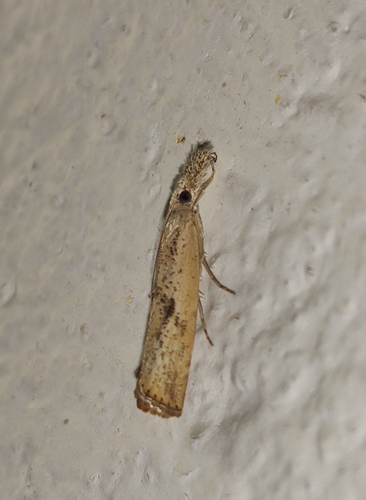 Representative image of Agriphila dalmatinellus