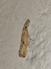 Agriphila dalmatinellus