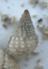 Cenchritis muricatus