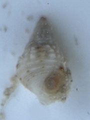 Cenchritis muricatus