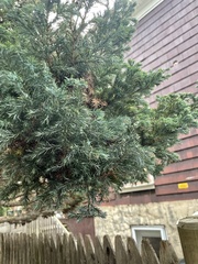 Juniperus