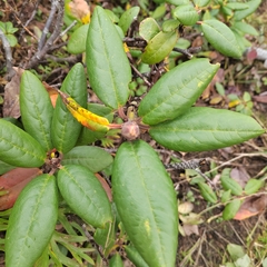 Rhododendron aureum