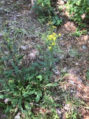 Solidago puberula