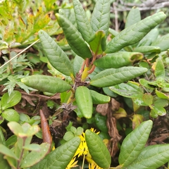 Rhododendron aureum