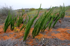 Asparagus juniperoides