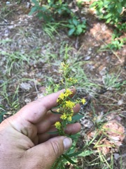 Solidago puberula
