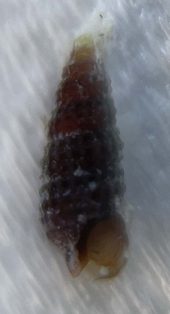 Cerithiopsis greenii