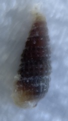 Cerithiopsis