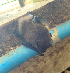 Pipistrellus
