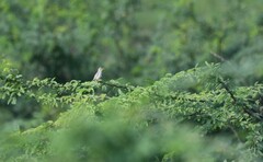 Prinia