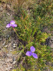 Patersonia
